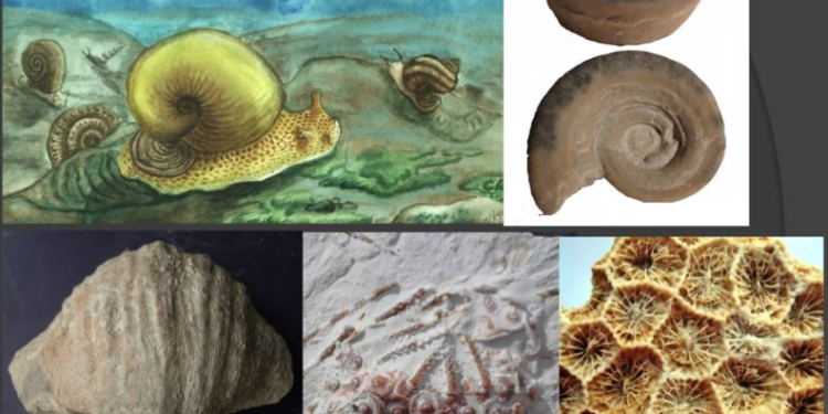 A very ancient story about the Tver region: beaches and sea urchins in Toropets